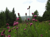 Blick Richtung Fichtelberg